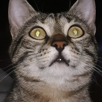 tes