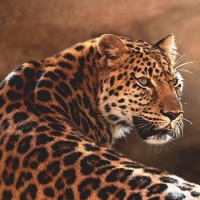 Petyo123